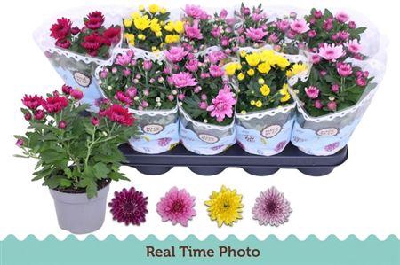 <h4>Chrys Gevuldbl Gem</h4>