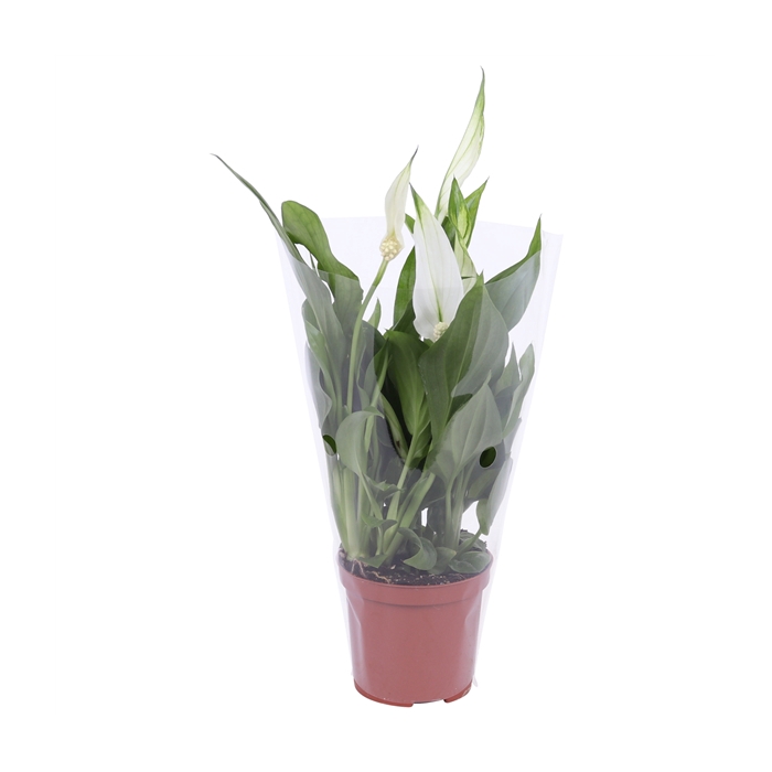 <h4>Spathiphyllum Cupido 7cm, blanco hoes</h4>