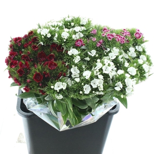 Di Barb Kiwi Mix In De Bunch