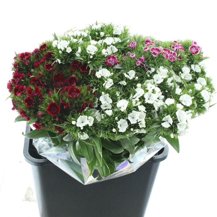 <h4>Di Barb Kiwi Mix In De Bunch</h4>