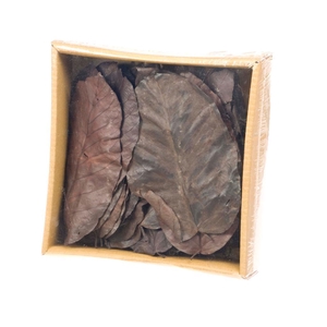 Salal Leaves Preserved 50pc Sb Deep Brown