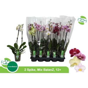 PHAL GEM