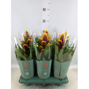 Vriesea  'Intenso Purple Flame'