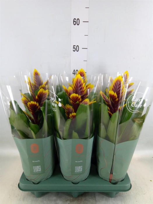 <h4>Vriesea 'Intenso Purple Flame'</h4>