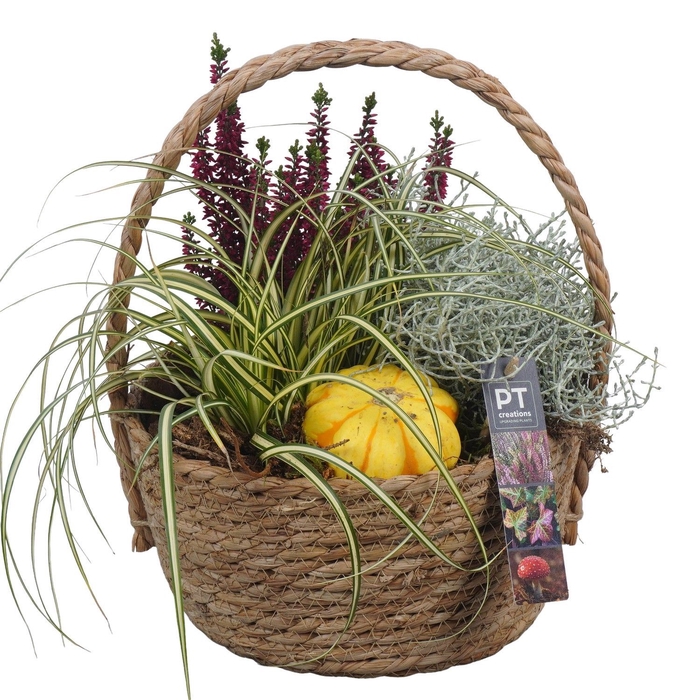 <h4>Arr.   Tuinplanten L%</h4>