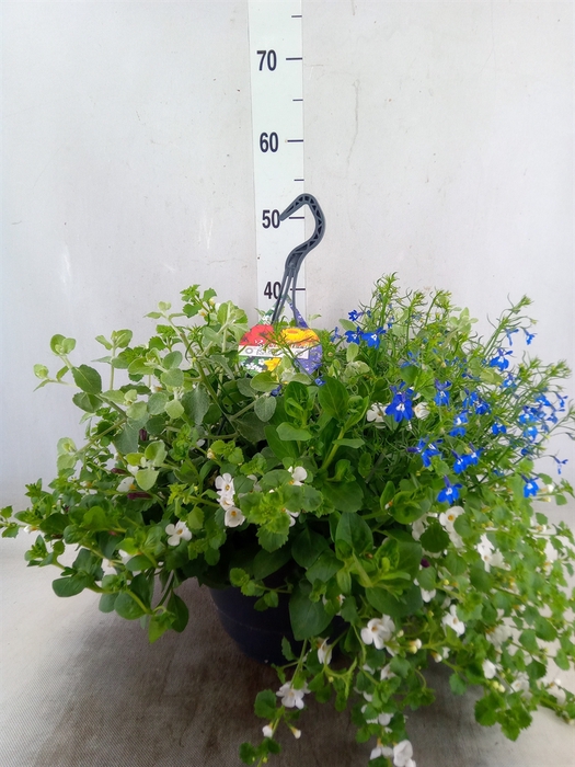 <h4>Hanging plant   ...</h4>