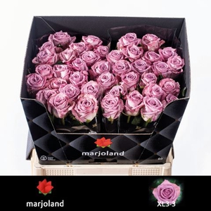 Rosa GR 'Nayeli' 3-3