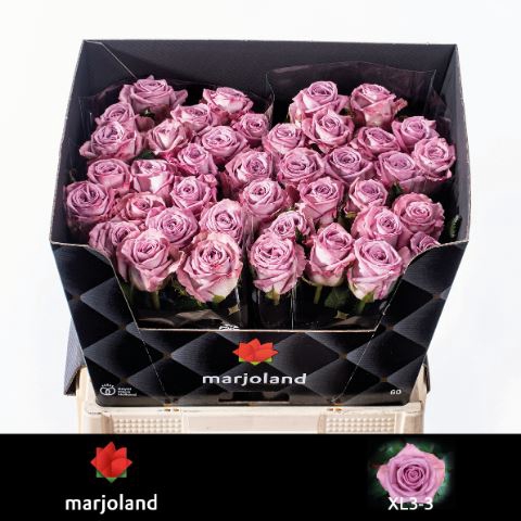 <h4>Rosa GR 'Nayeli' 3-3</h4>