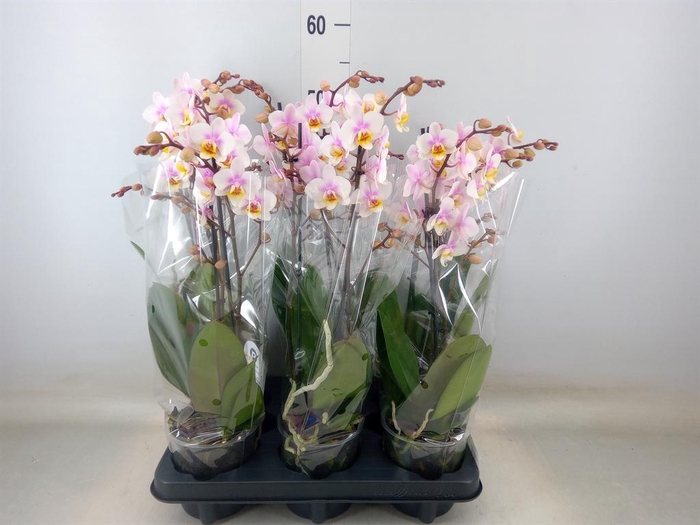 <h4>Phalaenopsis multi. 'Ant San Jose'</h4>