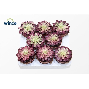 Aeonium Black Copper