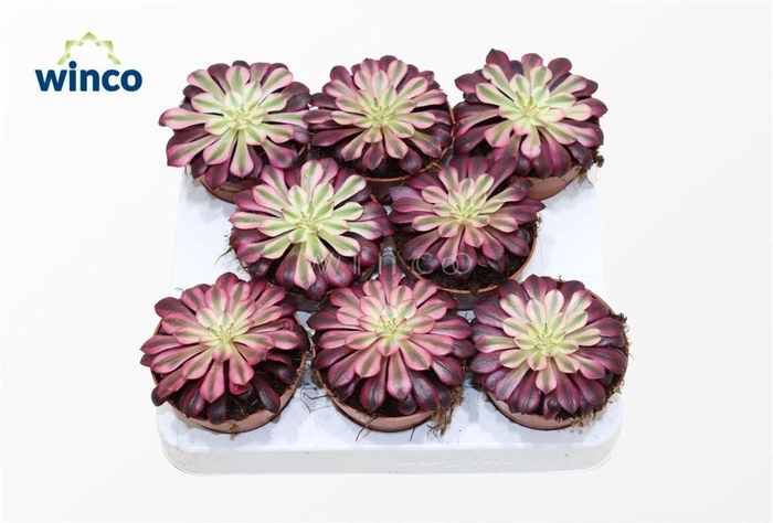 Aeonium Black Copper