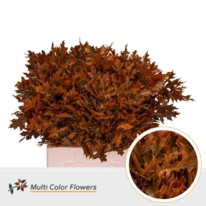 Leaf quercus (eik) paint palustris orange