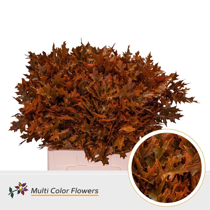 <h4>Leaf quercus (eik) paint palustris orange</h4>