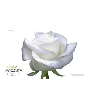 Rosa Premium Beluga