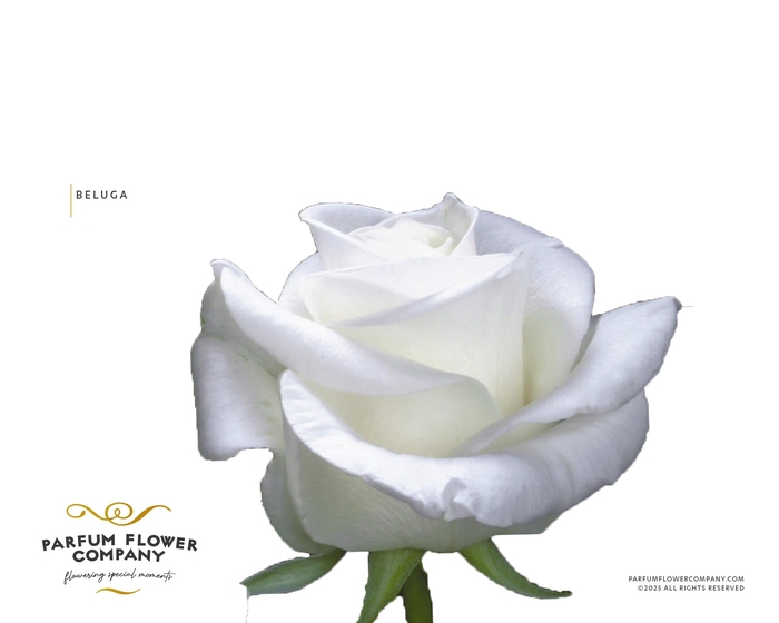 <h4>Rosa Premium Beluga</h4>