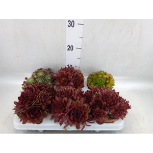 Sempervivum   ...