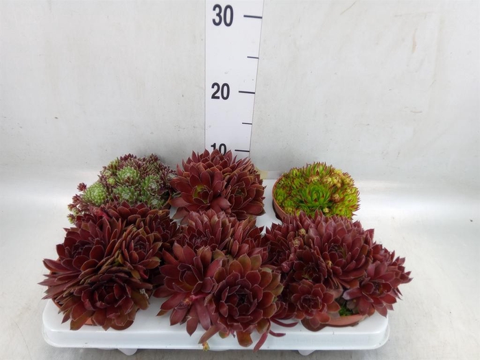 <h4>Sempervivum   ...</h4>