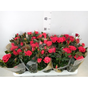 Rosa  'Red Mercedes Kordana'