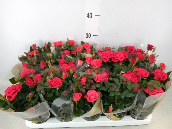 <h4>Rosa  'Red Mercedes Kordana'</h4>