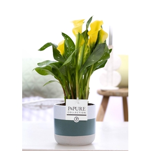Zantedeschia yellow in P&PURE Lauren ceramics