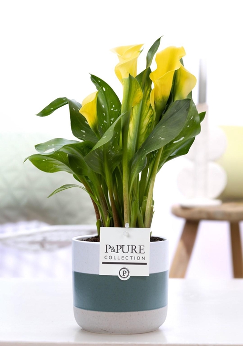 <h4>Zantedeschia yellow in P&PURE Lauren ceramics</h4>