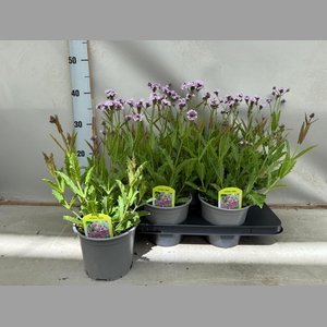 Verbena rigida