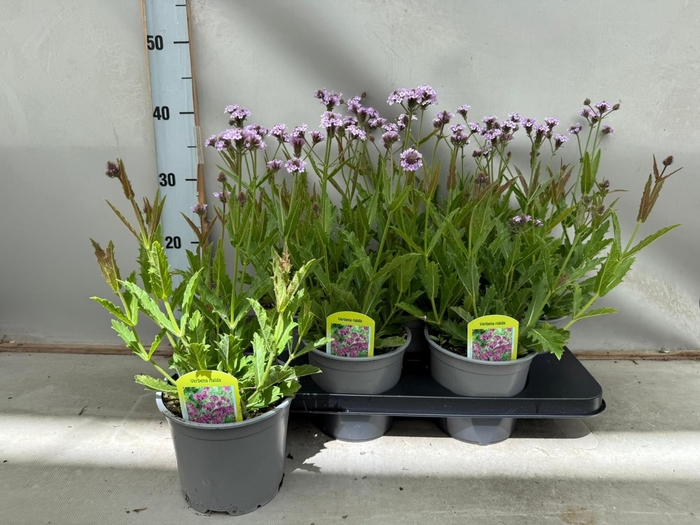 <h4>Verbena rigida</h4>