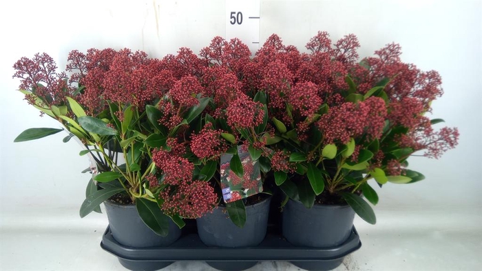 <h4>Skimmia jap.</h4>