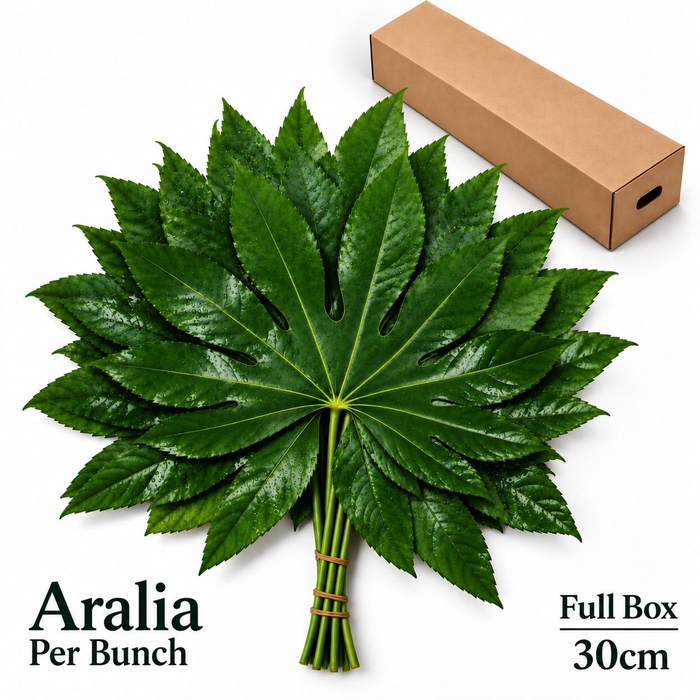 <h4>FATSIA JAPONICA BS</h4>