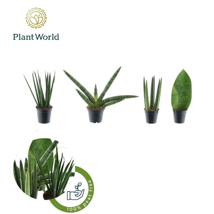 <h4>Sansevieria mix Karakum P5,5</h4>