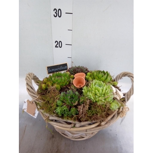 Arr.  Sempervivum L%