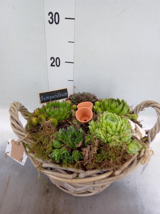<h4>Arr. Sempervivum L%</h4>