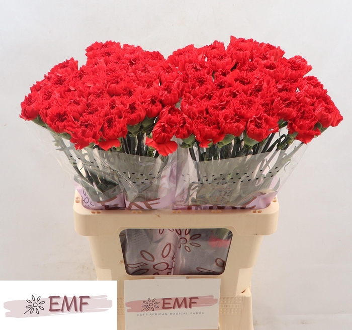 <h4>DI ST DON PEDRO</h4>