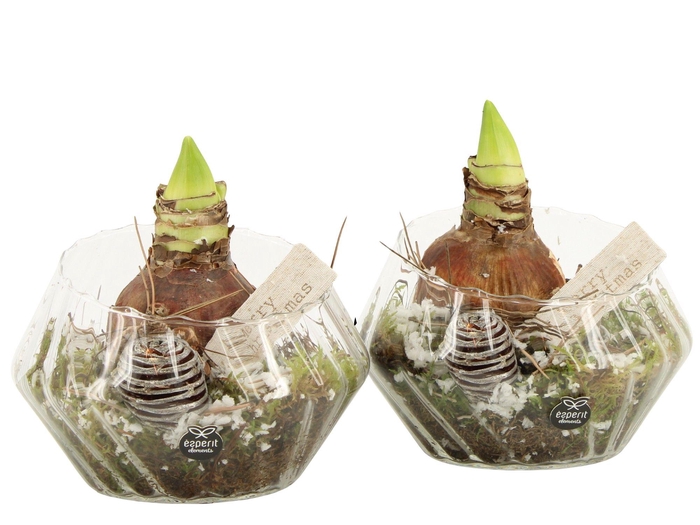 <h4>61966: X-mas arrangement</h4>