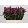 Limonium sinuatum Rosa Sun Birds