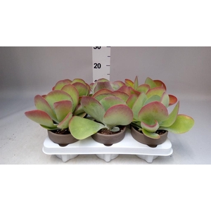 Kalanchoe NF thyrsiflora