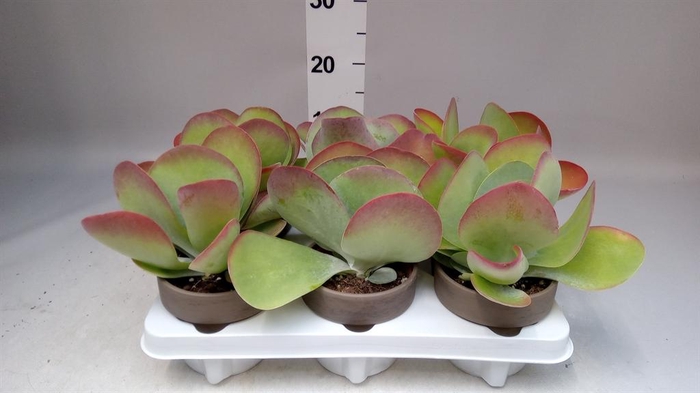 <h4>Kalanchoe NF thyrsiflora</h4>