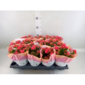 Kalanchoe blos.   ..rosebud