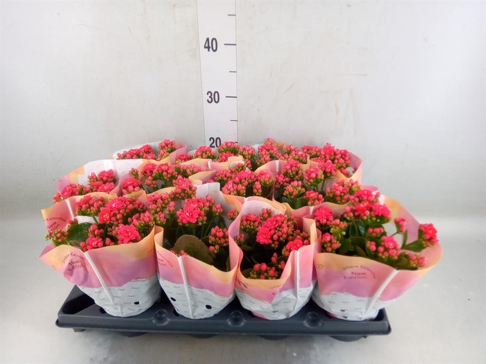 <h4>Kalanchoe blos.   ..rosebud</h4>