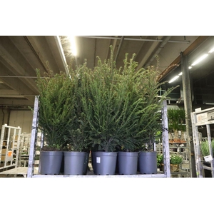 Taxus Baccata