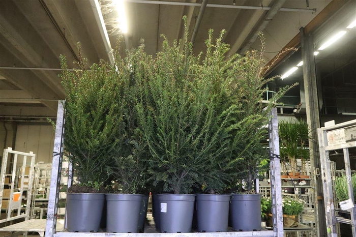 <h4>Taxus Baccata</h4>