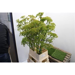 Foeniculum Vulgare