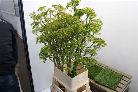 <h4>Foeniculum Vulgare</h4>