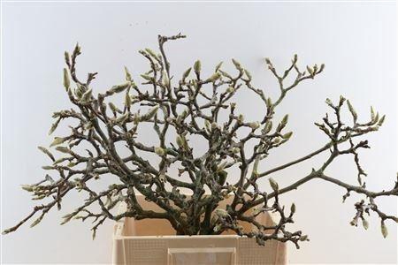 <h4>MAGNOLIA GRANDIFLORA</h4>