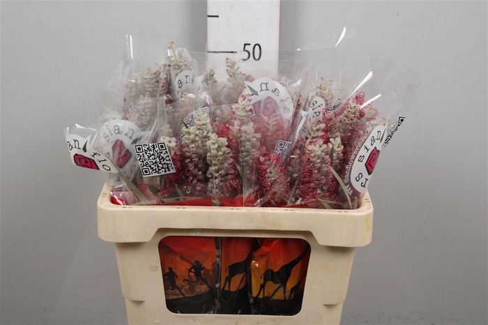 <h4>Grevillea Misty Red</h4>