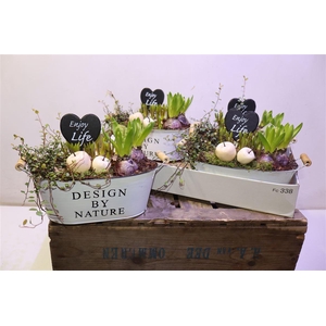 arr8 Arr Bol Knol In Zinken Hengsel Bak Ovaal