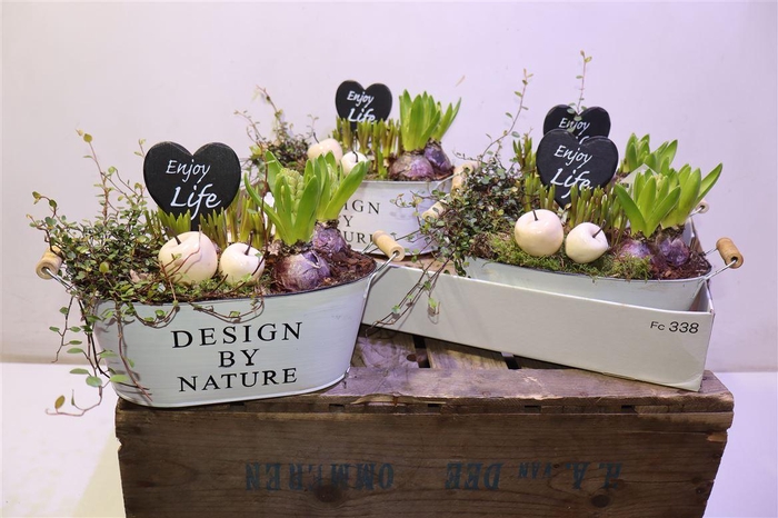 <h4>arr8 Arr Bol Knol In Zinken Hengsel Bak Ovaal</h4>