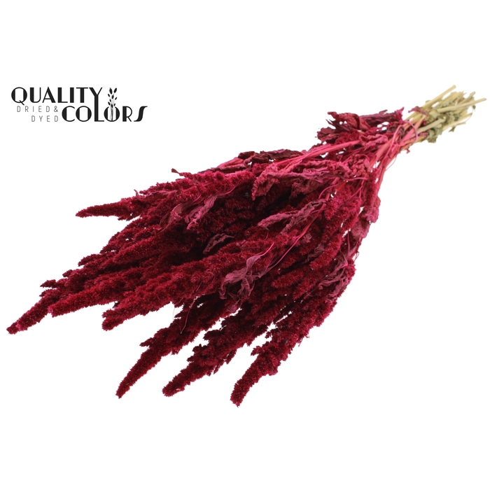 <h4>Amaranthus per bunch Cerise</h4>