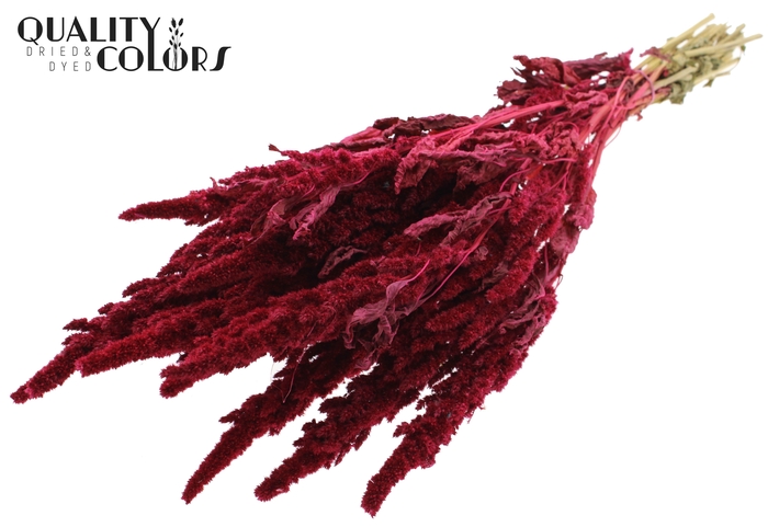Amaranthus per bunch Cerise