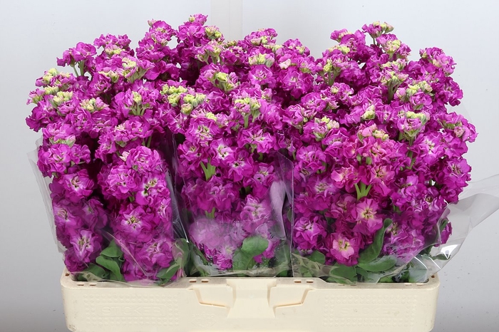 <h4>Matth Stox Deep Rose</h4>